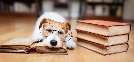 Cute lazy pet dog wearing eyeglasses and resting on books. Back to school or puppy training banner.