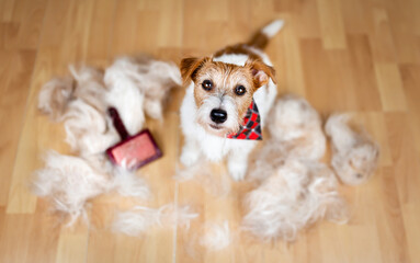 Face of a cute molting dog with her hair and brush. Pet brushing, grooming background.