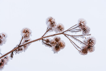 Winter in The Netherlands; close up of a frost covered dead Dipsacus plant
