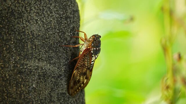 The sound of Graptopsaltria nigrofuscata (large brown cicada) singing [sound on]