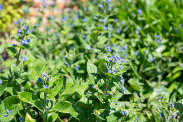 Green alkanet (pentaglottis sempervirens) plants in bloom
