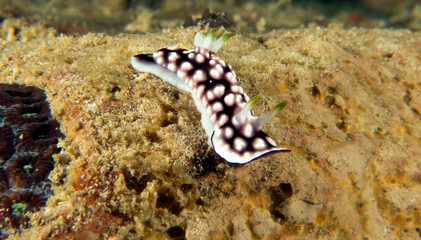 A Goniobranchus geometricus nudibranch crawling on soft coral Boracay Island Philippines