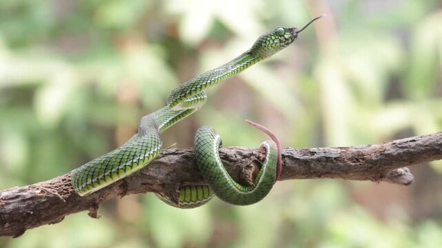 Trimeresurus calamitas with defensive position on branch, Trimeresurus calamitas on tree, Indonesian viper snake