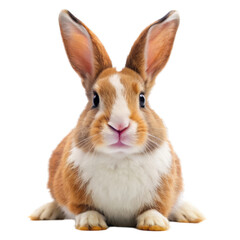 Obraz premium Happy brown and white rabbit isolated on transparent background
