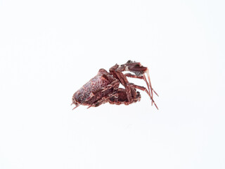 Feather legged Lace Weaver. Uloborus plumipes