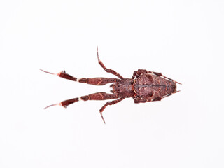 Feather legged Lace Weaver. Uloborus plumipes