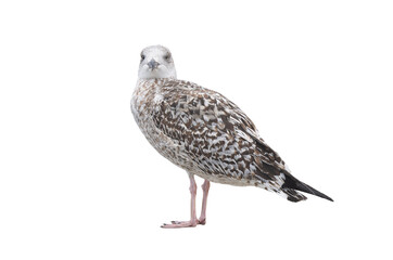 White gull Larus michahellis fuscus isolated on white background