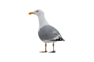  Larus cachinnans isolated on white background