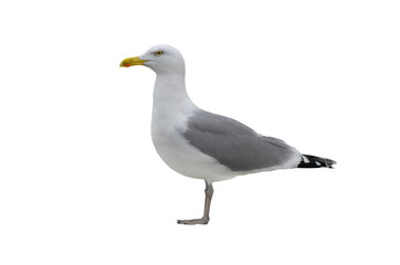  Larus cachinnans isolated on white background