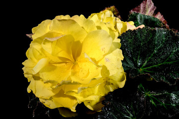 Blooming Yellow terry Begonia on a black background