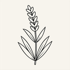 Fototapeta premium Lavender Flower Vector Art