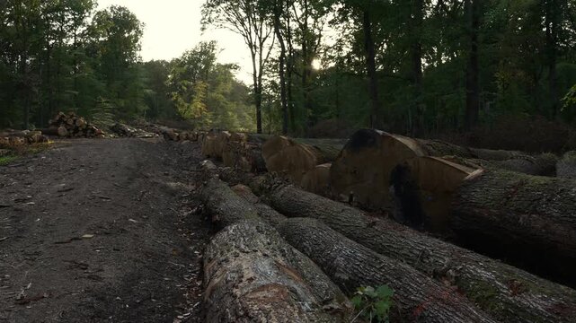 Deforestation, cut down timber piled up in the forest, unmarked tree