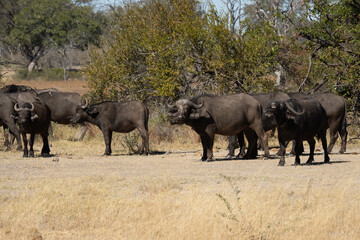 Fototapeta premium African buffalo (Syncerus caffer), Murchison Falls National Park, Uganda