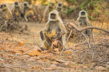 Obraz premium Hanuman Langurs (Semnopithecus entellus) Mandore Garden, Jodhpur, India.
