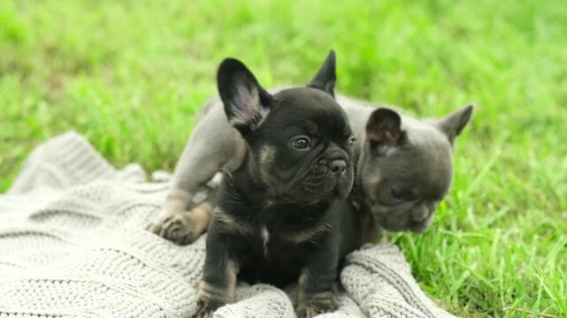 two cute funny multi-colored french bulldog puppies play funny in the summer in the green grass. dogs bite and gnaw on a stick in the park