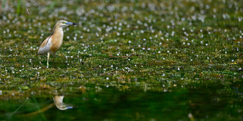 Rallenreiher // Squacco heron (Ardeola ralloides) - Skutarisee, Montenegro