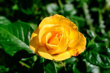Close up of one large and delicate vivid yellow orange rose in full bloom and small water drops in a summer garden, in direct sunlight, with blurred green leaves in the background.