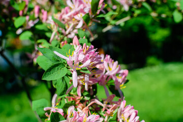 Small fresh loght pink flowers and green leaves on branches of blue leaf honeysuckle plant (Latin name lonicera korolkowii) in a garden in a sunny spring day.
