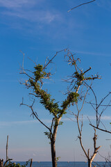 Tree Branches with Bright Blue Sky Background