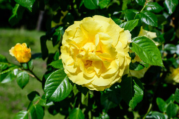 Close up of one large and delicate vivid yellow orange rose in full bloom and small water drops in a summer garden, in direct sunlight, with blurred green leaves in the background..