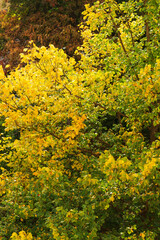 View of the autumn forest in the heights