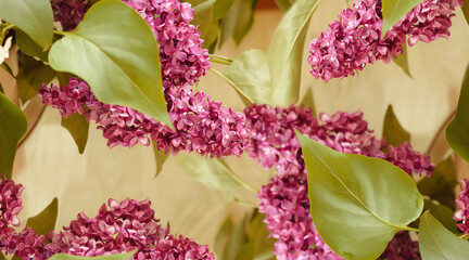 Background floral pattern with lilac flowers