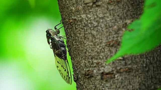 The Robust cicada (Hyalessa maculaticollis) singing on a tree [With Audio]