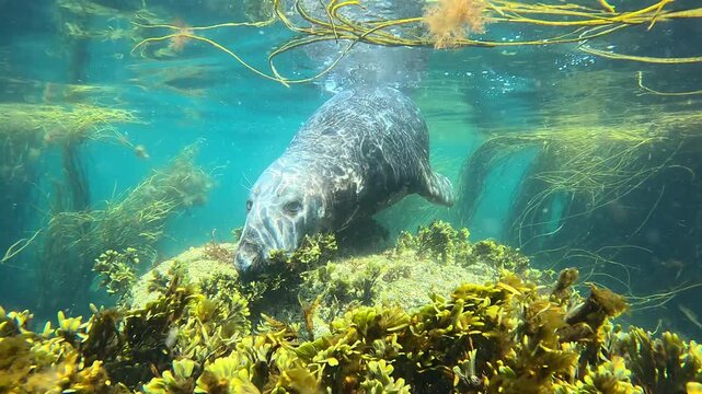 A male grey seal is filmed just below the surface, alternately putting his head above and below the water, blowing bubbles with his nostrils. Check my gallery for similar footages.