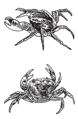Graphical set of sea crabs isolated on white background, seafood, vector illustration	