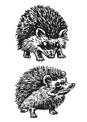 Graphical two hedgehoges isolated on white background,vector illustration, forest animal	