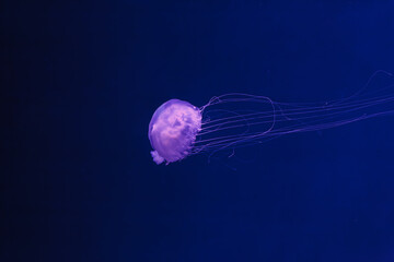underwater photos of jellyfish chrysaora quinquecirrha jellyfish the atlantic sea nettle