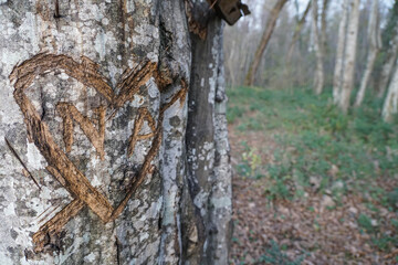 Fototapeta premium heart shape carved tree in forest