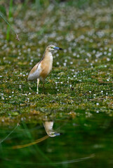 Rallenreiher // Squacco heron (Ardeola ralloides) - Skutarisee, Montenegro