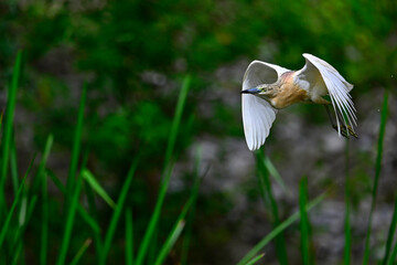 fliegender Rallenreiher // flying Squacco heron (Ardeola ralloides)
