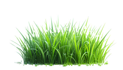Green grass isolated on transparent background 