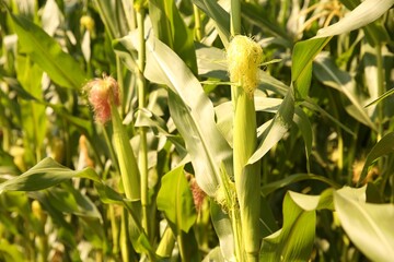 Obraz premium Green corn plants growing in vegetable garden on sunny day, closeup