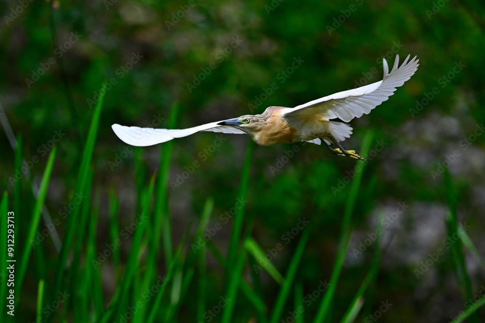 Poster fliegender Rallenreiher // flying Squacco heron (Ardeola ralloides)