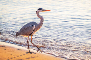 A heron hunting in the sea. Grey heron on the hunt