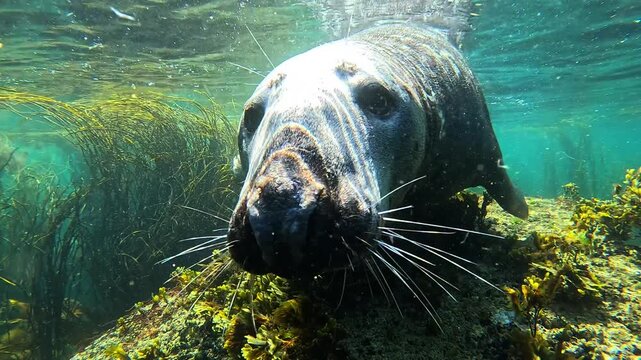 A male grey seal, resting on a rock, dips its head underwater and affectionately kisses the camera. Check my gallery for similar footages.