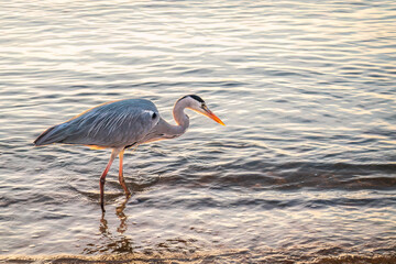 A heron hunting in the sea. Grey heron on the hunt