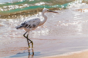 White Western Reef Heron (Egretta gularis) at Sharm el-Sheikh beach, Sinai, Egypt