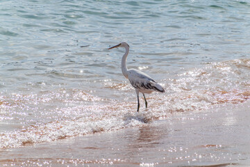 White Western Reef Heron (Egretta gularis) at Sharm el-Sheikh beach, Sinai, Egypt