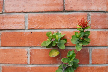 a plant and brick wall