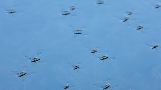 4k, with a group of mosquitoes floating on the gloss of a water.