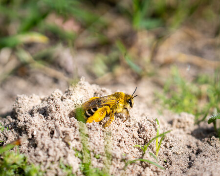 Dasypoda hirtipes, the pantaloon bee or hairy-legged mining bee on sand. Natural closeup of a female Pantaloon bee, Dasypoda hirtipes , leaving her burrow. 