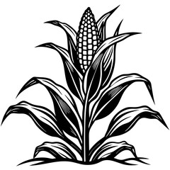 Black and white corn plant growing in the field vector illustration