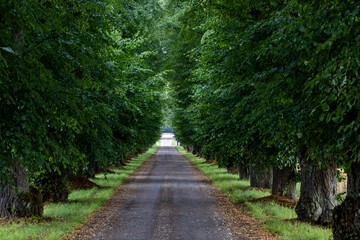 Stockholm, Sweden Stora Wasby Alle, a tree-lined alley with diminishing perspective.