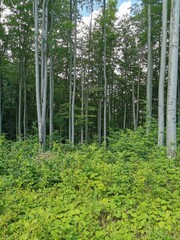 Obraz premium Czech forest from Jeseniky mountains
