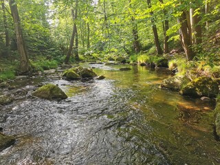 czech forest river