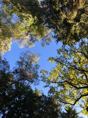 Wald